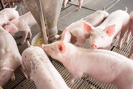 Giá heo hơi hôm nay 29/5/2026: Tiếp tục giảm tại miền Bắc