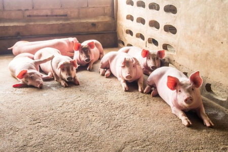 Giá heo hơi hôm nay 30/5/2026: Tiếp tục giảm tại miền Bắc và miền Trung