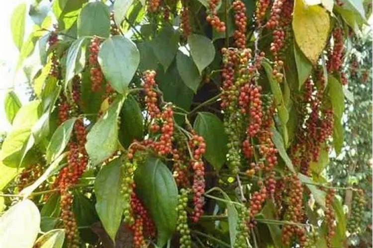 Ngành hồ tiêu bắt nhịp với áp lực cung ứng và chế biến sâu
