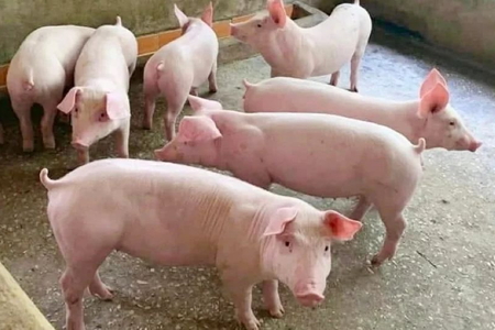 Giá heo hơi ngày 31/5/2026: Đà giảm tiếp diễn tại nhiều địa phương