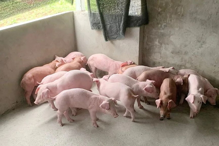 Giá heo hơi ngày 3/6/2026: Lặng sóng trên cả nước