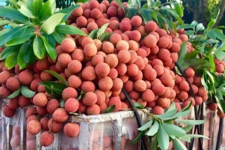 Vải thiều tươi của Việt Nam chinh phục thị trường Hoa Kỳ