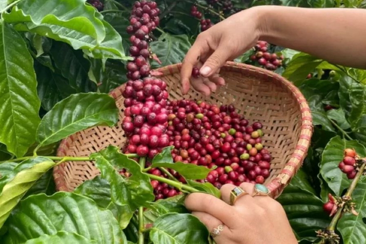 Giá nông sản hôm nay ngày 7/6/2026: Cà phê chạm đáy, heo hơi tiếp tục hạ nhiệt