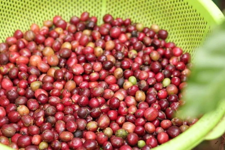 Giá nông sản ngày 12/6/2026: Cà phê đảo chiều tăng nhẹ, hồ tiêu và heo hơi lặng sóng