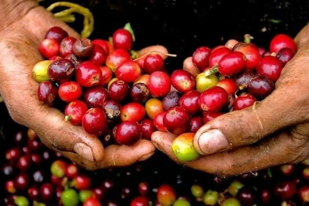 Giá nông sản ngày 13/6/2026: Cà phê lấy lại đà tăng, hồ tiêu và heo hơi neo cao