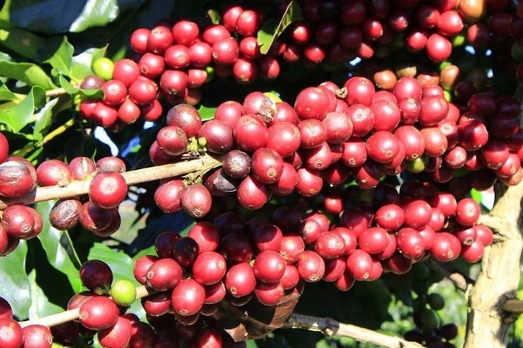 Giá nông sản ngày 14/6/2026: Cà phê và hồ tiêu cùng bật tăng