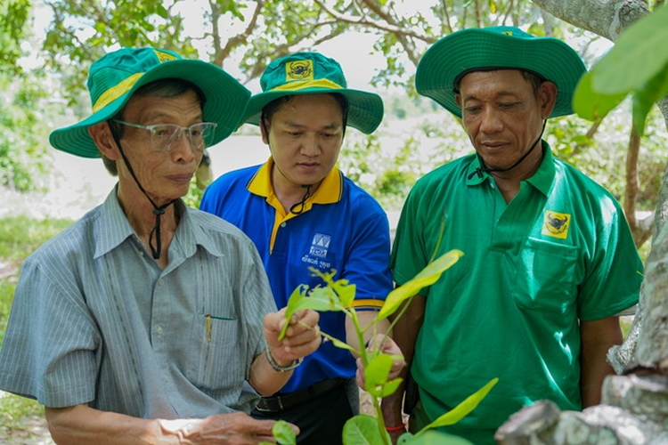 Mang giải pháp dinh dưỡng khoa học cho điều Campuchia: Hành trình kiến tạo mùa vàng thịnh vượng