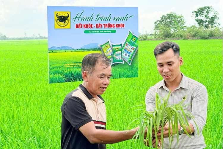 Lo từ gốc để cây lúa khỏe hơn