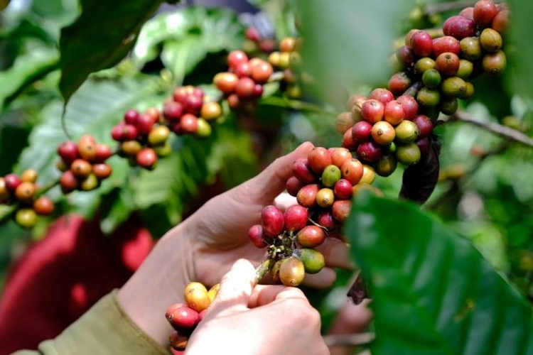 Giá nông sản ngày 20/6/2026: Cà phê cán mốc 90.000 đồng/kg, hồ tiêu và heo hơi lặng sóng