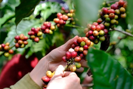 Giá nông sản ngày 20/6/2026: Cà phê cán mốc 90.000 đồng/kg, hồ tiêu và heo hơi lặng sóng