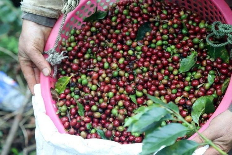 Giá nông sản ngày 21/6/2026: Cà phê neo ở mốc cao, hồ tiêu bất ngờ lao dốc