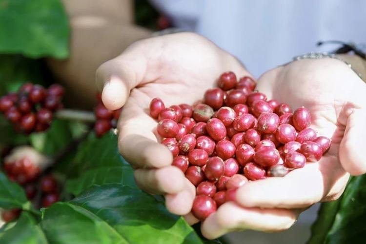 Giá nông sản ngày 25/6/2026: Cà phê và hồ tiêu đồng loạt lấy lại đà tăng