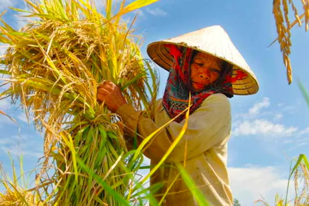 Kinh tế tập thể 2030: Chuyển mình từ "manh mún" sang "số hóa" và công nghệ cao