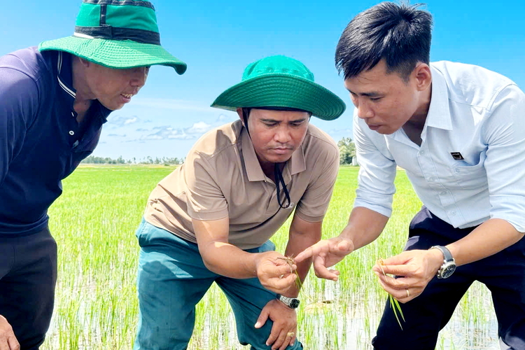 Hồi sinh đất phèn để cho cánh đồng lúa luôn xanh khỏe