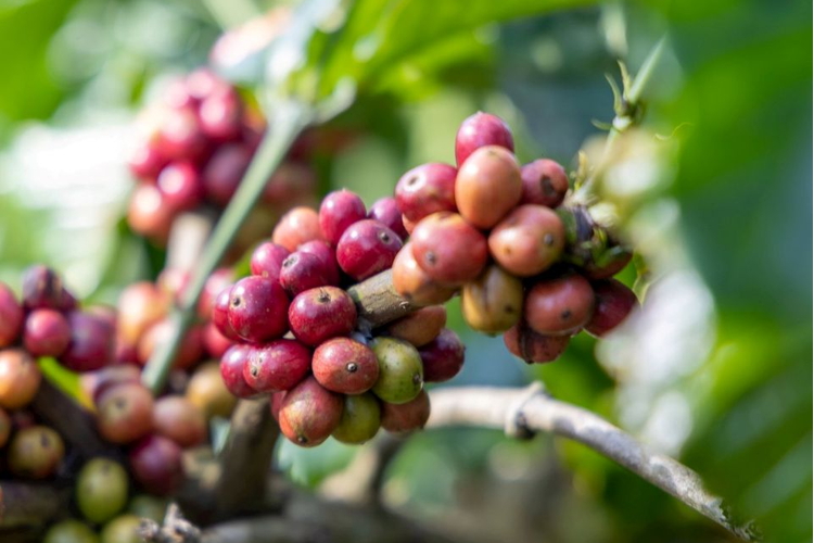 Giá nông sản ngày 26/6/2026: Cà phê bật tăng áp sát mốc 90.000 đồng/kg