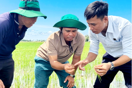 Hồi sinh đất phèn để cho cánh đồng lúa luôn xanh khỏe
