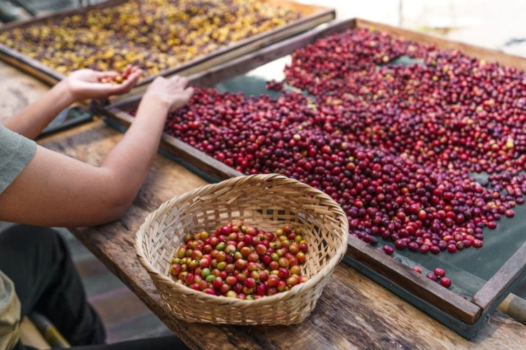Giá nông sản ngày 27/6/2026: Cà phê vượt ngưỡng 90.000 đồng/kg, heo hơi miền Bắc tiếp tục hạ nhiệt