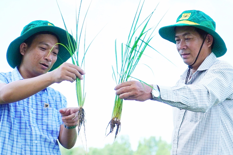 Chuyện người nông dân ‘đánh thức’ vùng đất phèn