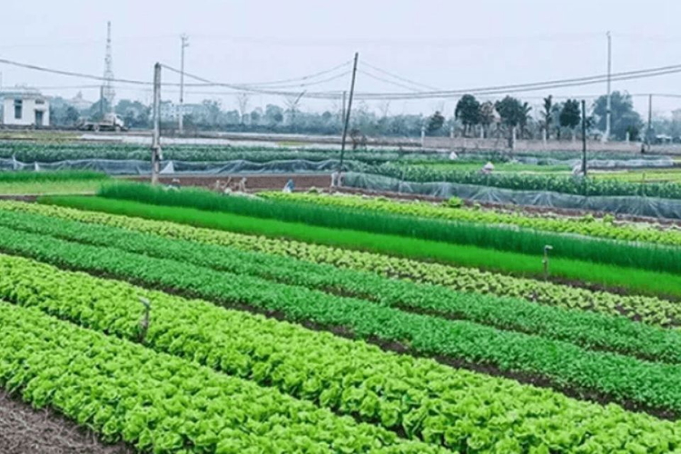 Đất nông nghiệp hết hạn: khi nào được gia hạn, khi nào bị thu hồi?