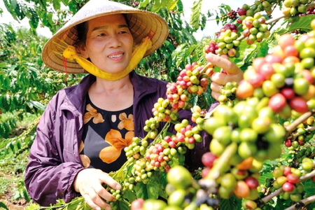 Giá nông sản ngày 12/7/2026: Cà phê đảo chiều giảm sâu