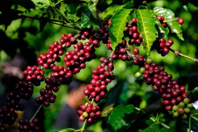 Giá nông sản ngày 18/7/2026: Cà phê giảm sâu, hồ tiêu vượt 140.000 đồng/kg