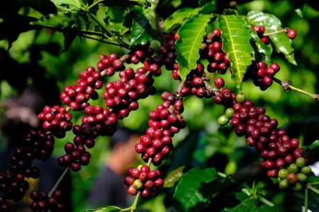 Giá nông sản ngày 18/7/2026: Cà phê giảm sâu, hồ tiêu vượt 140.000 đồng/kg