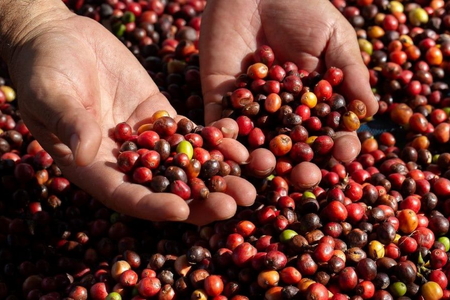 Giá nông sản ngày 20/7/2026: Cà phê áp sát mốc 98.000 đồng/kg, hồ tiêu hạ nhiệt