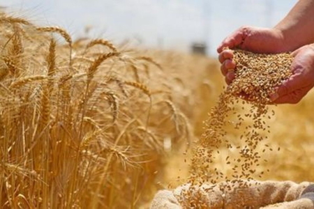 Thị trường nông sản thế giới ghi nhận tuần giao dịch khởi sắc