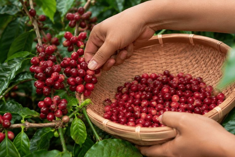 Giá nông sản ngày 21/7/2026: Cà phê tiến sát mốc 100.000 đồng/kg, heo hơi quay đầu giảm nhẹ