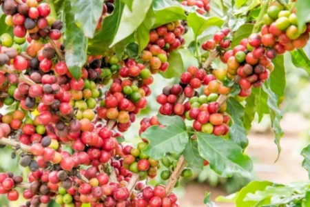 Giá nông sản ngày 23/7/2026: Cà phê mất mốc 97.000 đồng/kg, heo hơi tiếp tục hạ nhiệt