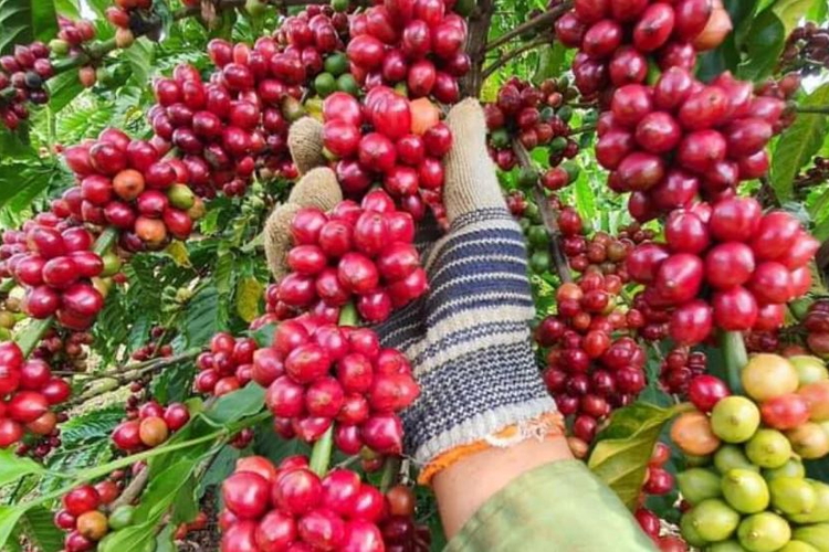 Giá nông sản ngày 28/7/2026: Hồ tiêu tăng nhẹ, heo hơi tiếp đà giảm