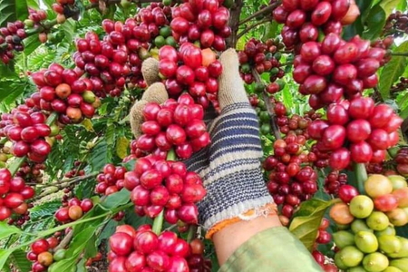 Giá nông sản ngày 28/7/2026: Hồ tiêu tăng nhẹ, heo hơi tiếp đà giảm