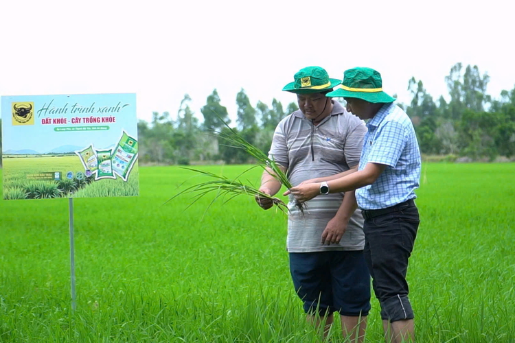 Đổi mới tư duy trên vùng đất phèn để tăng hiệu quả trồng lúa