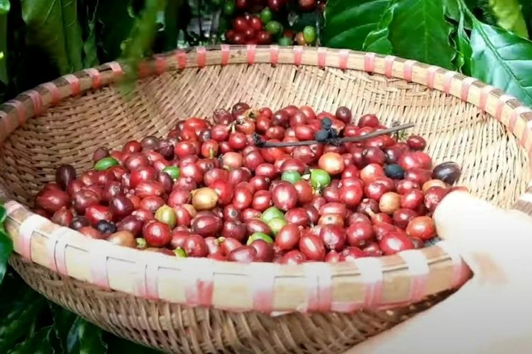 Giá nông sản ngày 29/7/2026: Cà phê và hồ tiêu lấy lại đà tăng