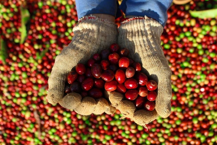Giá nông sản ngày 3/8/2026: Cà phê bật tăng tiến sát 97.000 đồng/kg, hồ tiêu giảm nhẹ