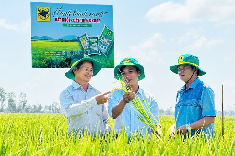 Đổi tư duy canh tác, nông dân An Giang nâng hiệu quả sản xuất lúa