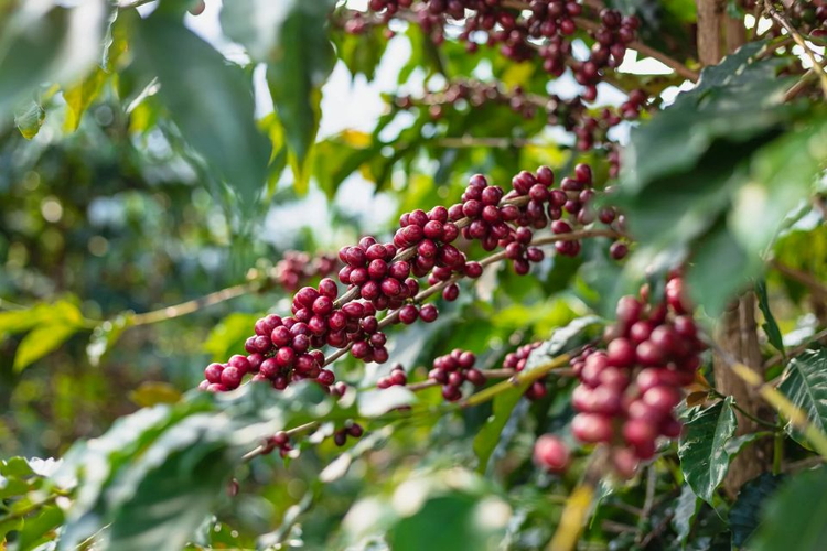 Giá nông sản ngày 6/8/2026: Cà phê tăng mạnh áp sát 99.000 đồng/kg