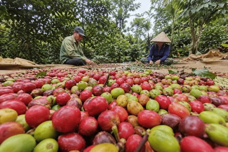 Giá nông sản ngày 7/8/2026: Cà phê áp sát mốc 100.000 đồng/kg, heo hơi mất mốc 63.000 đồng/kg