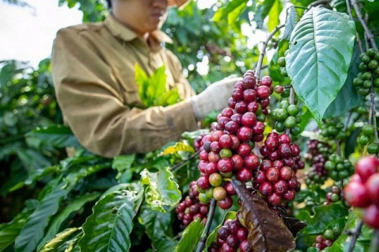 Giá nông sản ngày 9/8/2026: Cà phê và heo hơi đồng loạt hạ nhiệt