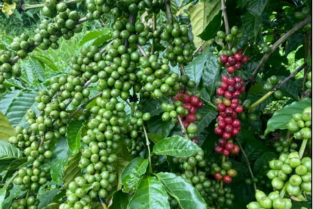 Giá nông sản ngày 10/8/2026: Cà phê áp sát mốc 100.000 đồng/kg