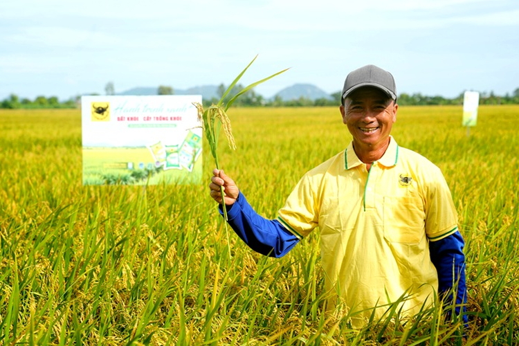 Nâng pH đất phèn- chìa khóa hạ giá thành lúa hè thu ở Tứ giác Long Xuyên