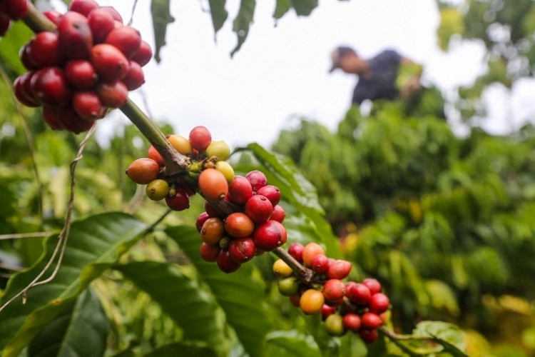 Giá nông sản ngày 15/8/2026: Cà phê giảm sâu rời xa mốc 100.000 đồng/kg