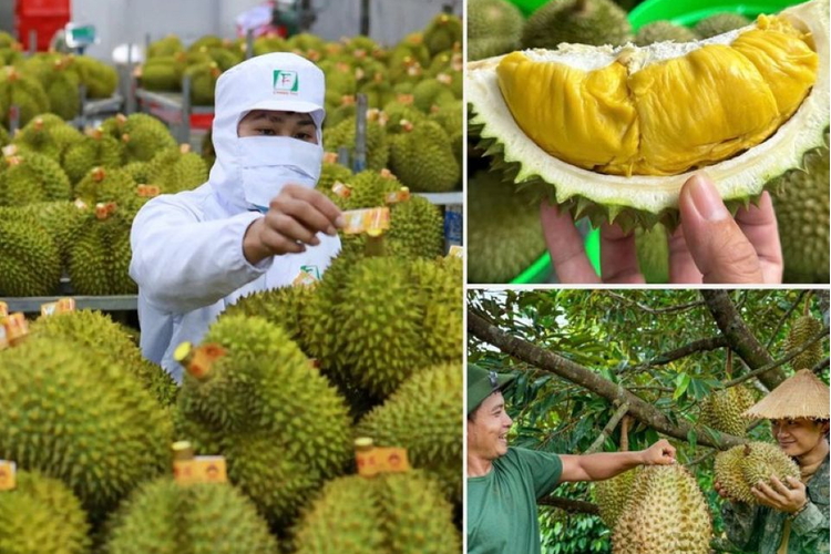 Không mở rộng diện tích sầu riêng; tập trung nâng cao năng suất, chất lượng