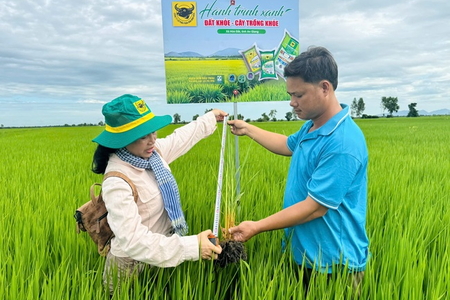 Cải tạo đất đầu vụ, chủ động hạn chế ngộ độc phèn cho lúa
