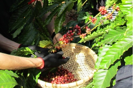 Giá nông sản ngày 20/8/2026: Cà phê và heo hơi đồng loạt khởi sắc
