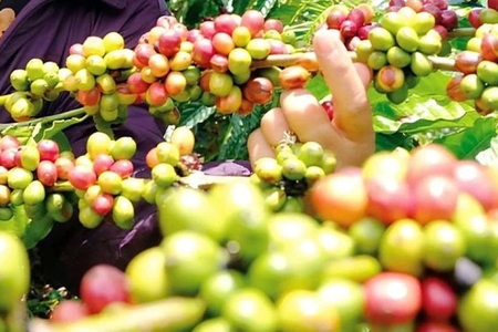 Giá nông sản ngày 24/8/2026: Cà phê áp sát 97.000 đồng/kg, heo hơi miền Bắc lập đỉnh mới