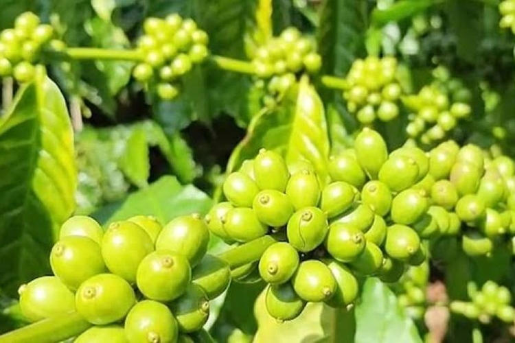 Giá nông sản ngày 26/8/2026: Cà phê bứt phá áp sát 100.000 đồng/kg