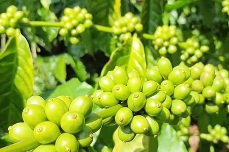 Giá nông sản ngày 26/8/2026: Cà phê bứt phá áp sát 100.000 đồng/kg