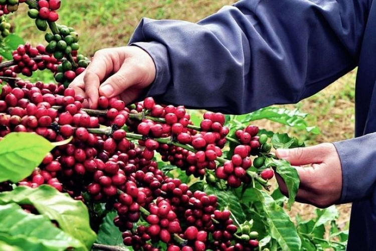 Giá nông sản ngày 28/8/2026: Cà phê tiếp tục giảm sâu
