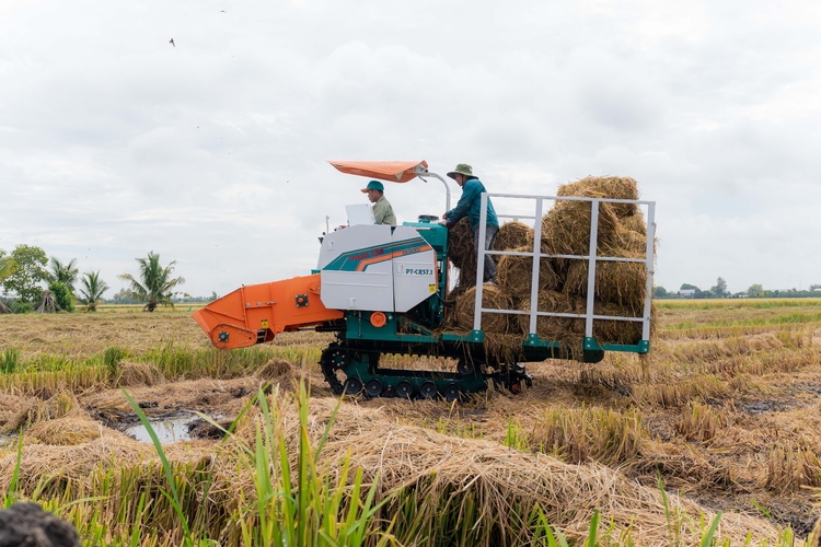 Phân Bón Cà Mau mở lối canh tác lúa thích ứng biến đổi khí hậu